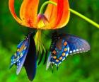 Δύο πεταλούδες σε ένα λουλούδι